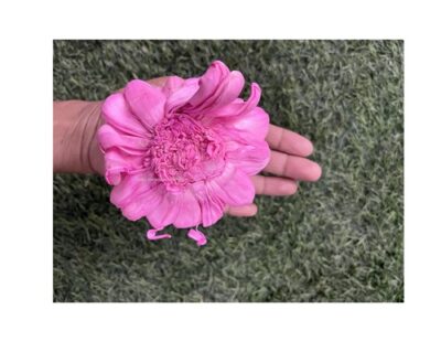 sphinx sola wood bloomed lotus su flower baby pink 10 cms 4