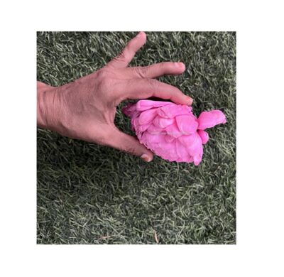 sphinx sola wood bloomed lotus su flower baby pink 10 cms 5